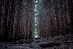 woods
