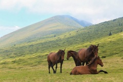 horses nature