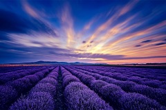 lavender sunrise